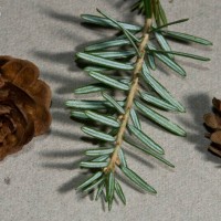 Western Hemlock